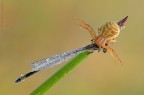 Predatore....Thomisidae, genere Xysticus sp. Preda....Ischnura elegans (Vander Linden, 1820)