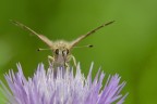 Non sono un esperto di Macro e non possiedo obiettivi dedicati per le MACRO. Cerco di tirar fuori il meglio del mio 70-200 Tamron. Suggerimenti e critiche sono ben accette