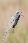 Zygaena Zygaena