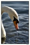cigno cigno