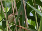 cannaiola (Acrocephalus scirpaceus) cannaiola (Acrocephalus scirpaceus)