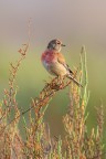 Fanello (Carduelis cannabina) Fanello (Carduelis cannabina)
