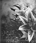 lilium porpora ;/) pinhole lilium porpora ;/) pinhole