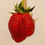 La fragola