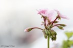 Fiori di geranio nel mio vaso!