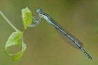 ...ultima della trilogia, ritrovata l'8/6/2014 ore 06.03 anche questa Platycnemis pennipes, sulla dx dietro le ali si intravede un filo di ragnatela, ed un nodo della stessa che crea un puntino bianco. Consigli e pareri sempre graditi.
http://postimg.org/image/nl48qg5rv/full/