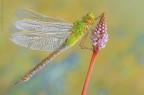 Uno scatto recente a questo bel esemplare di Anax imperator (Leach, 1815)