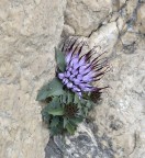 Raponzolo di Roccia Raponzolo di Roccia