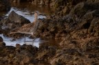 non mi aspettavo proprio di trovare i porciglioni sulla spiaggia di Lanzarote.. unico rammarico il fatto che la luce non fosse ottimale quella mattina. 
Il giorno dopo ho fatto una levataccia nella speranza che tornassero, ma nulla... unico risultato un foto dell'alba che per consolazione poster nella sezione paesaggi,

C&C graditi,