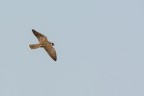 Falco pellegrino (falco peregrinus)