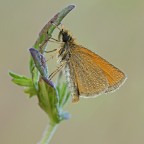 Alla fine ho potuto sfruttare solo un taglio quadro: foglie, disturbi,...addio verticale, b dai...un buco tra frigo e credenza lo si trova sempre per un quadretto... Commenti e punti di vista essenziali.
http://postimg.org/image/ih0kj55bv/full/