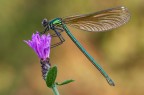 Calopteryx splendens