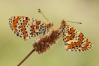 Melitaea didyma ... double! Melitaea didyma ... double!