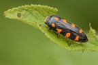 Buprestidae genere Ptosima