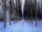 Il bosco Il bosco
