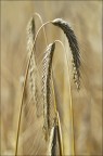 spighe di grano