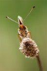 Melitaea didyma Melitaea didyma