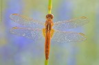 Crocothemis Erythraea (brull�, 1832)