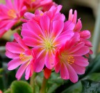 Lewisia Lewisia