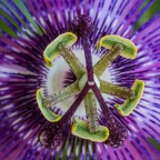 passiflora passiflora