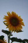 girasole girasole