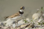 Corriere piccolo (Charadrius dubius) Corriere piccolo (Charadrius dubius)