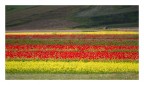 Campagne coltivate di Castelluccio di Norcia, 3/07/2014 ore 18:41:14