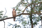 Falco pecchiaiolo Falco pecchiaiolo