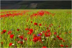 Campo sotto Castelluccio di Norcia, 3/07/2014 ore 17:49