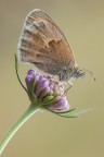 Coenonympha pamphilus Coenonympha pamphilus