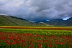 Castelluccio di Norcia, la fioritura e il temporale che avan Castelluccio di Norcia, la fioritura e il temporale che avan