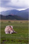 Castelluccio di Norcia, 1/07/2014 ore17:18:05