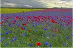 Campagne di Castelluccio, 1/07/2014 ore 16