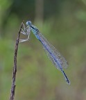 Damigella 2