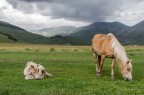 Castelluccio, non solo colori..... Castelluccio, non solo colori.....