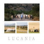 Lucania Lucania