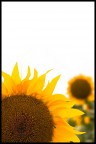 Girasole Girasole