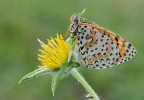 Melitaea dydima... Melitaea dydima...