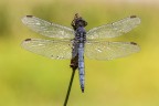 Ortthetrum coerulescens (m) Ortthetrum coerulescens (m)