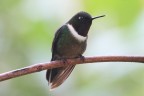 Colibri