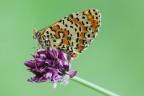 Spotted Fritillary Spotted Fritillary