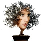 wonderful plant wonderful plant