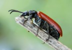 ANASTRANGALIA SANGUINOLENTA ( LINNAEUS , 1761) ANASTRANGALIA SANGUINOLENTA ( LINNAEUS , 1761)