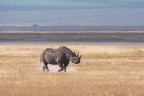 Nikon D7100, Tamron SP 150-600mm f/5-6.3 Di VC USD, 1/500 f/10.0, ISO 500, mano libera. 

Ngorongoro, Tanzania, Giugno 2014, Focale 600mm