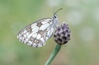 Melanargia galathea