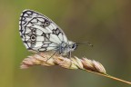 Marbled White Marbled White