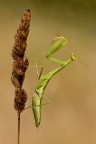 Un soggetto al quale ho scattato foto su questo e su altro posatoio..., quindi la riconoscerete, in futuro, anche con altra composizione. Una leggera imperfezione, vibrazione, in fase di scatto mi ha costretto ad una marcatura con il  recupero nitidezza, visibile in particolare sul musetto, ed in generale sul resto. Pareri e punti di vista...
http://postimg.org/image/vo30jr8sb/full/