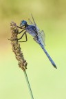 Orthetrum coerulescens Orthetrum coerulescens