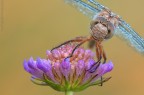 Orthetrum portrait..... Orthetrum portrait.....