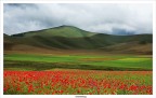 Castelluccio in fiore Castelluccio in fiore
